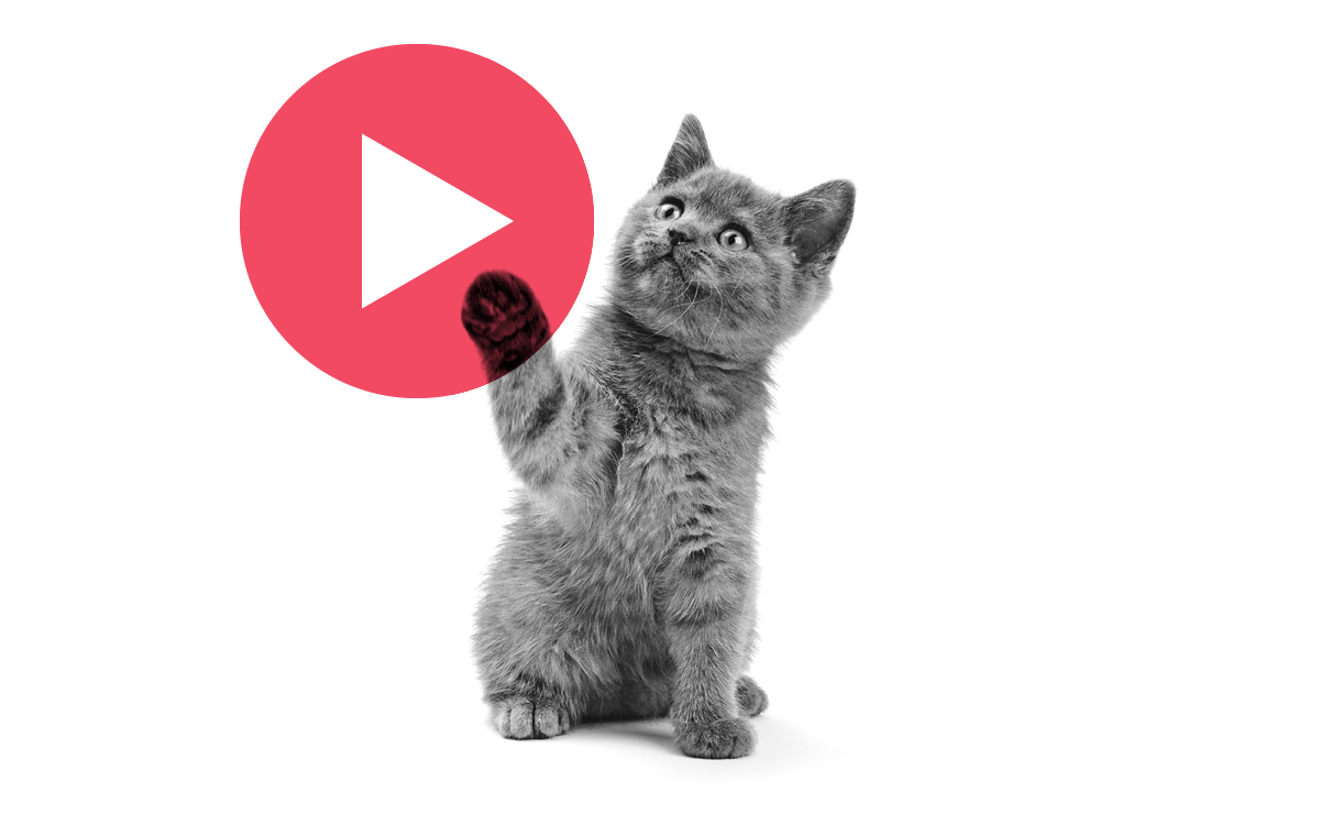 A-Practical-Intro-To-Viral-Video
